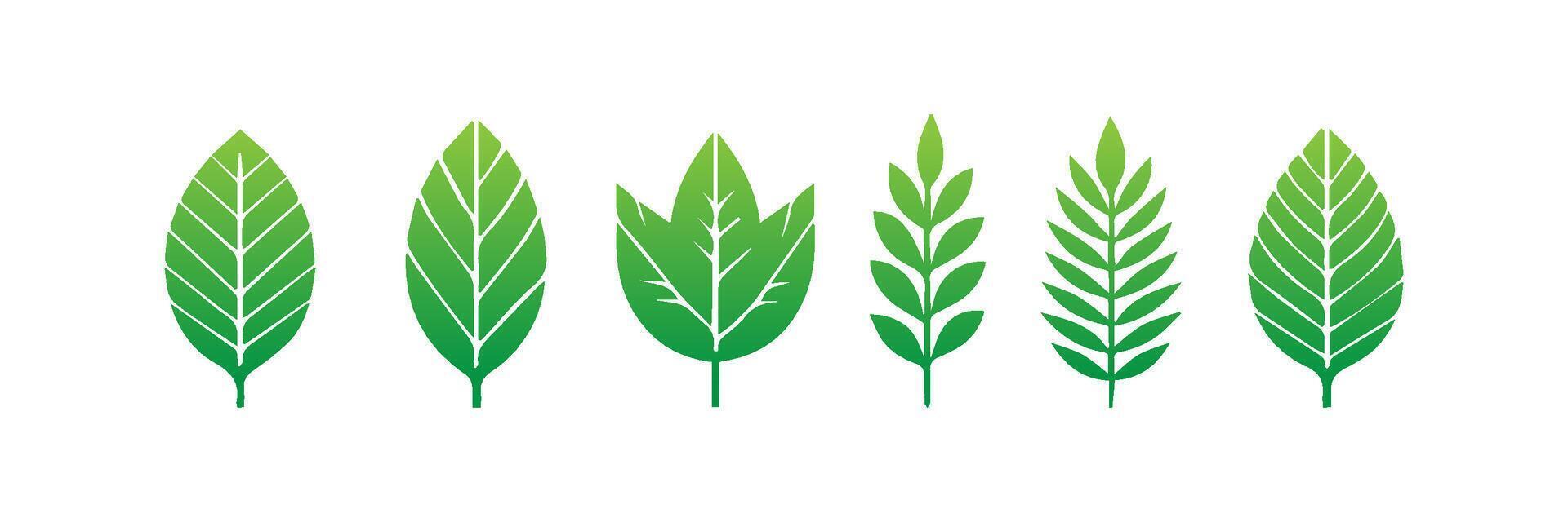 Green leaf icons set. Leaves icon on isolated background. Collection green leaf. Elements design for natural, eco, vegan, bio labels vector