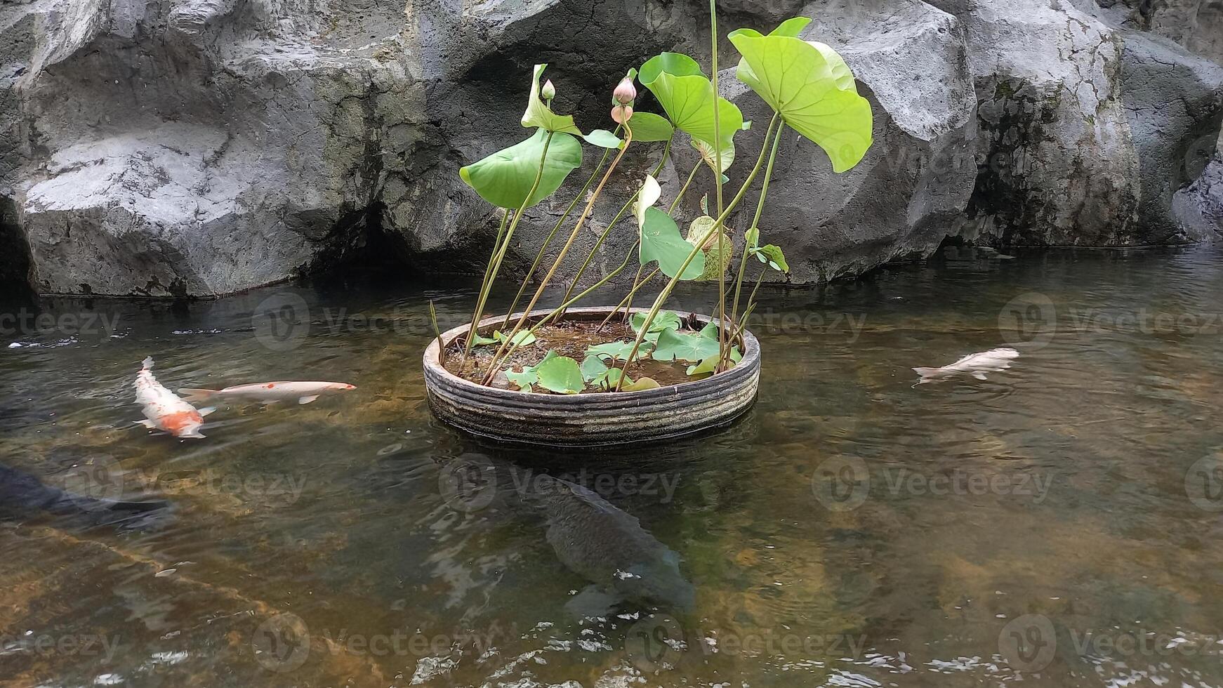 koi fish in a pot photo