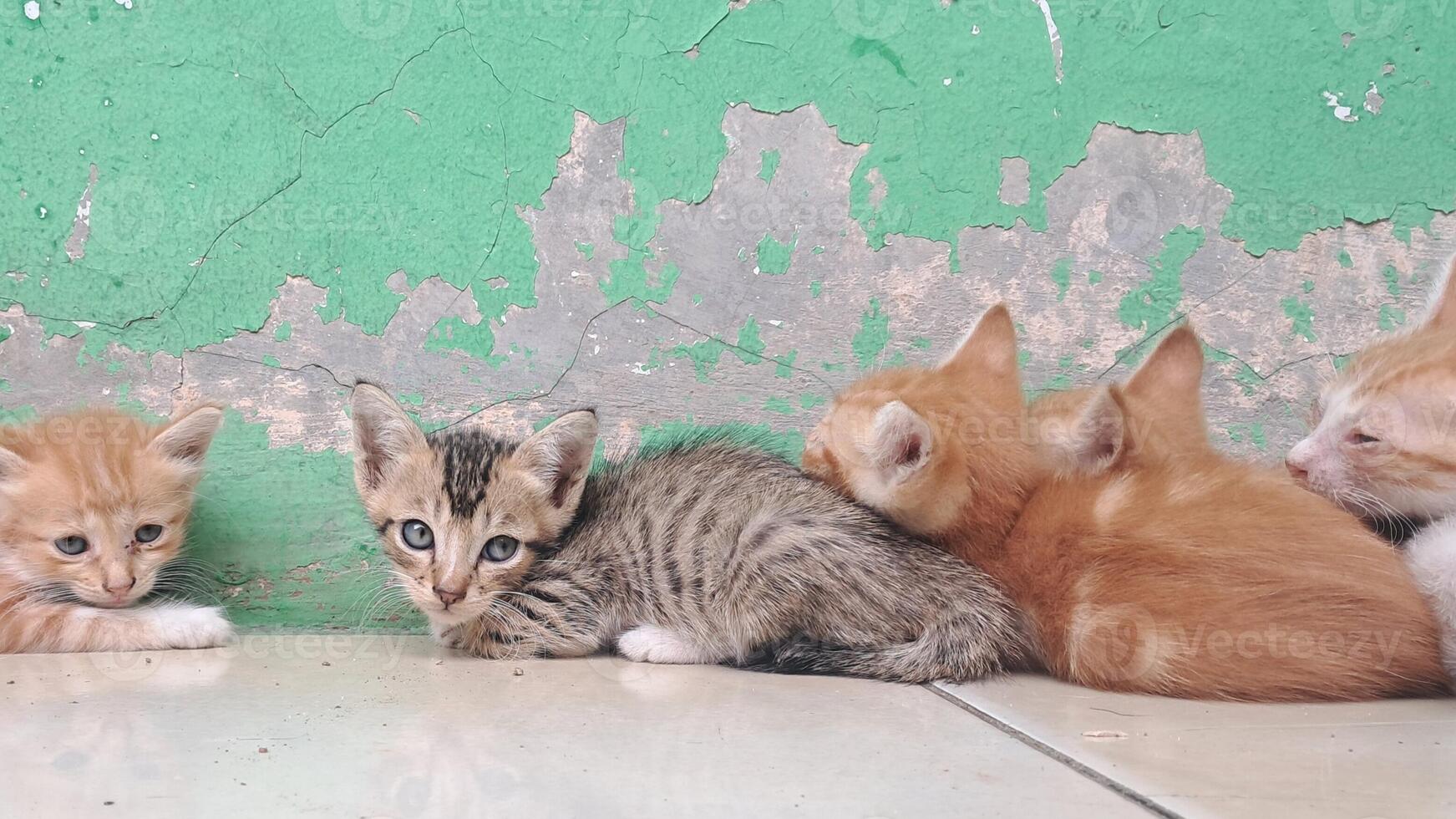 a group of kittens sitting on the floor next to a green wall photo