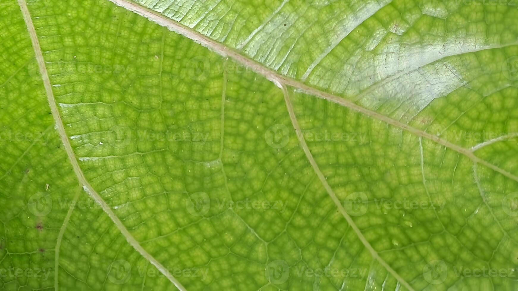 a close up of a green leaf with water droplets on it photo