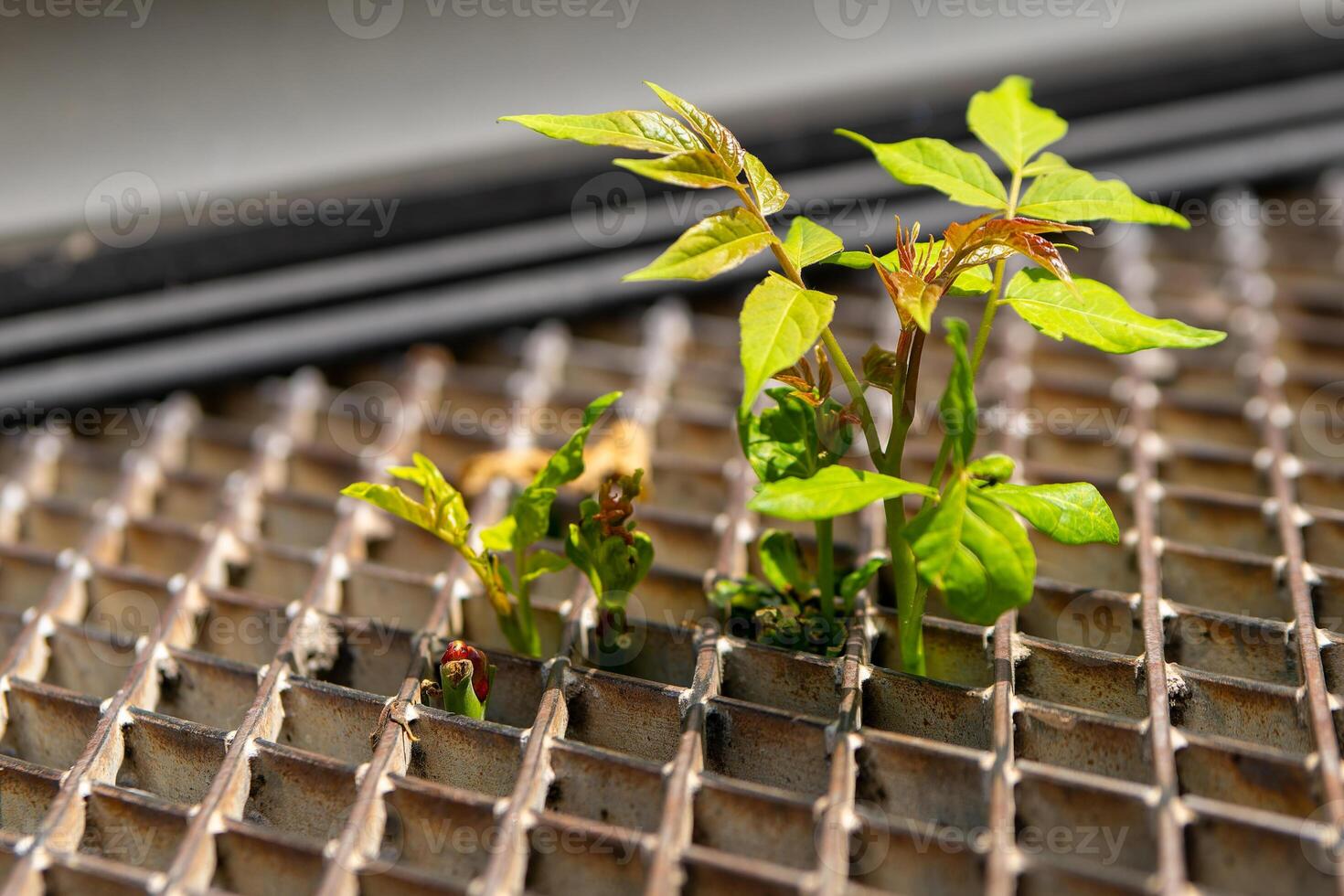 green shoots growing through a metal grating photo