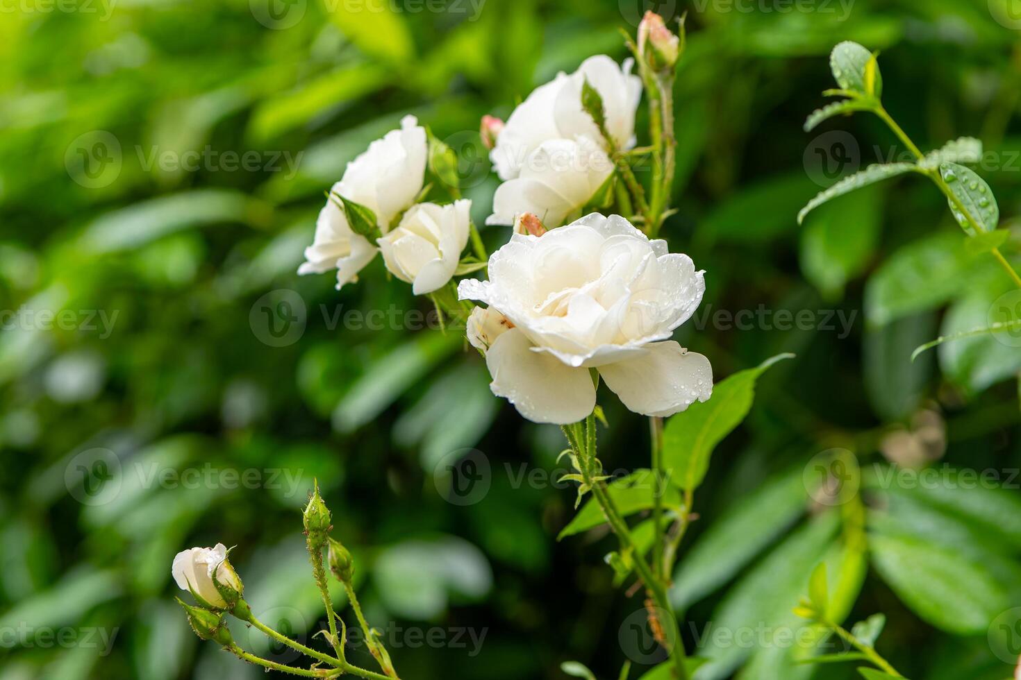 bunch of white roses are in a green bush photo