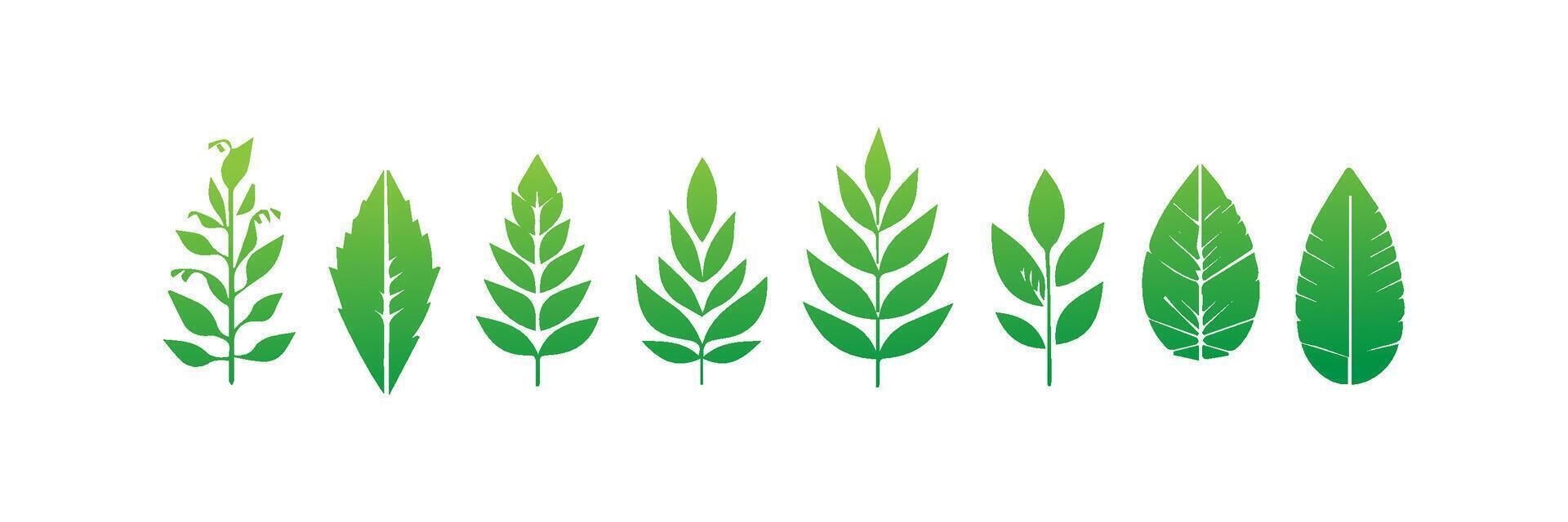 Green leaf icons set. Leaves icon on isolated background. Collection green leaf. Elements design for natural, eco, vegan, bio labels vector