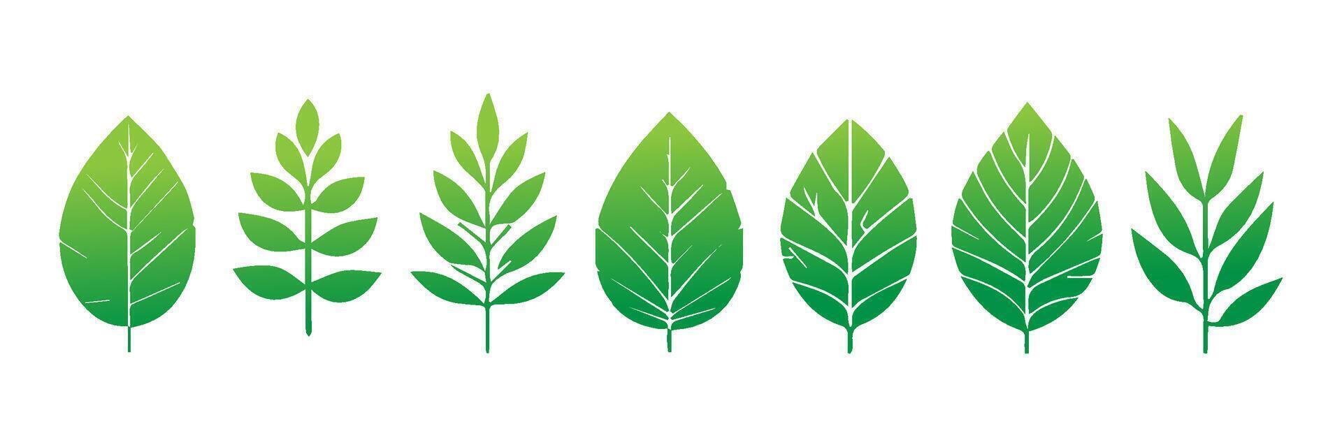 Green leaf icons set. Leaves icon on isolated background. Collection green leaf. Elements design for natural, eco, vegan, bio labels vector