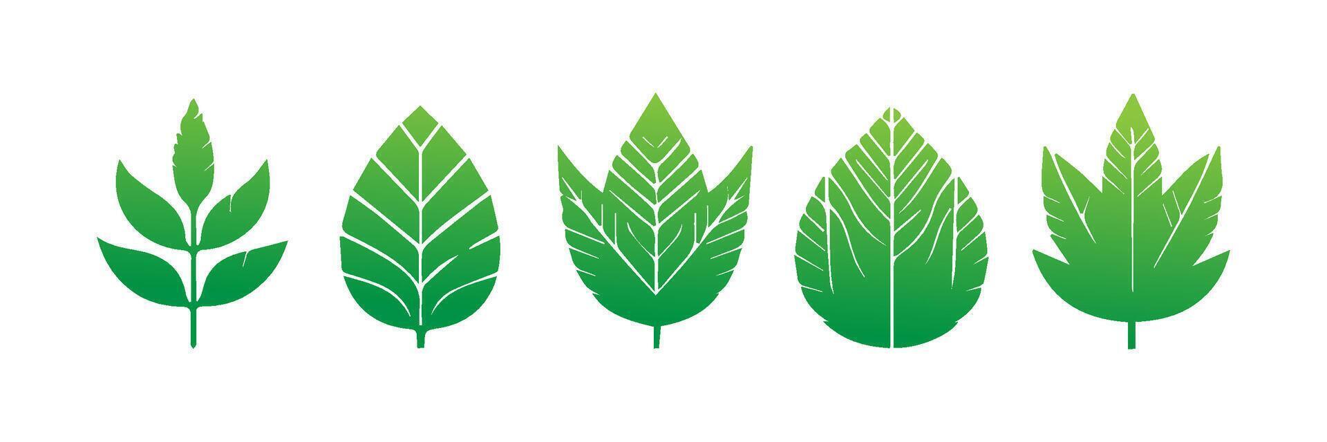 Green leaf icons set. Leaves icon on isolated background. Collection green leaf. Elements design for natural, eco, vegan, bio labels vector