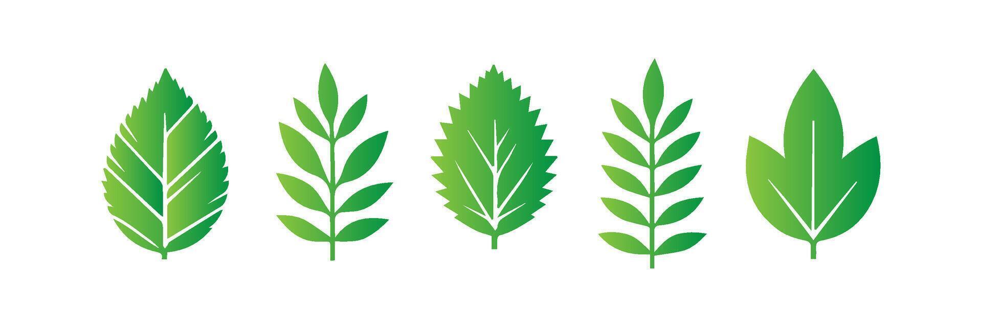 Green leaf icons set. Leaves icon on isolated background. Collection green leaf. Elements design for natural, eco, vegan, bio labels vector