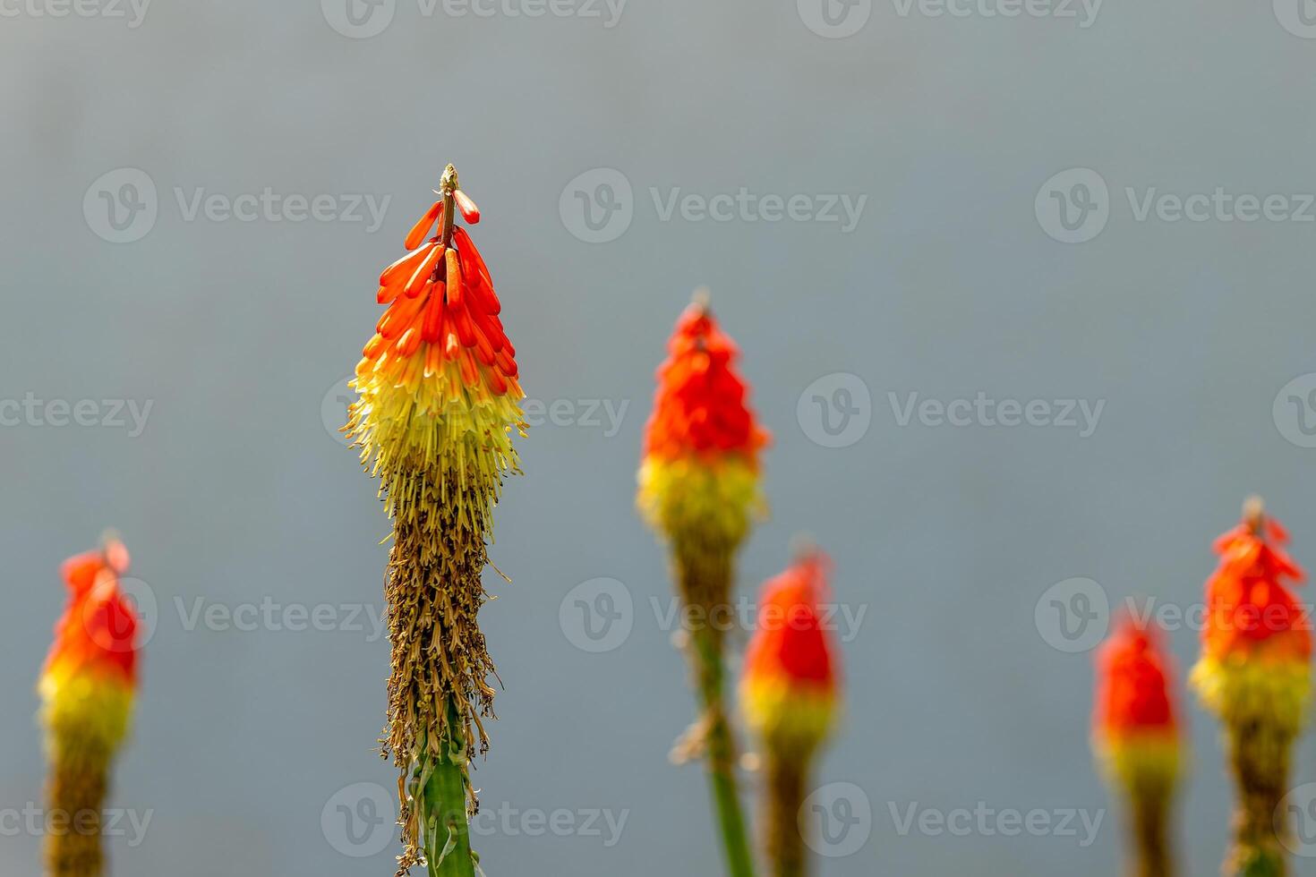 torch lily kniphofia crown flower photo