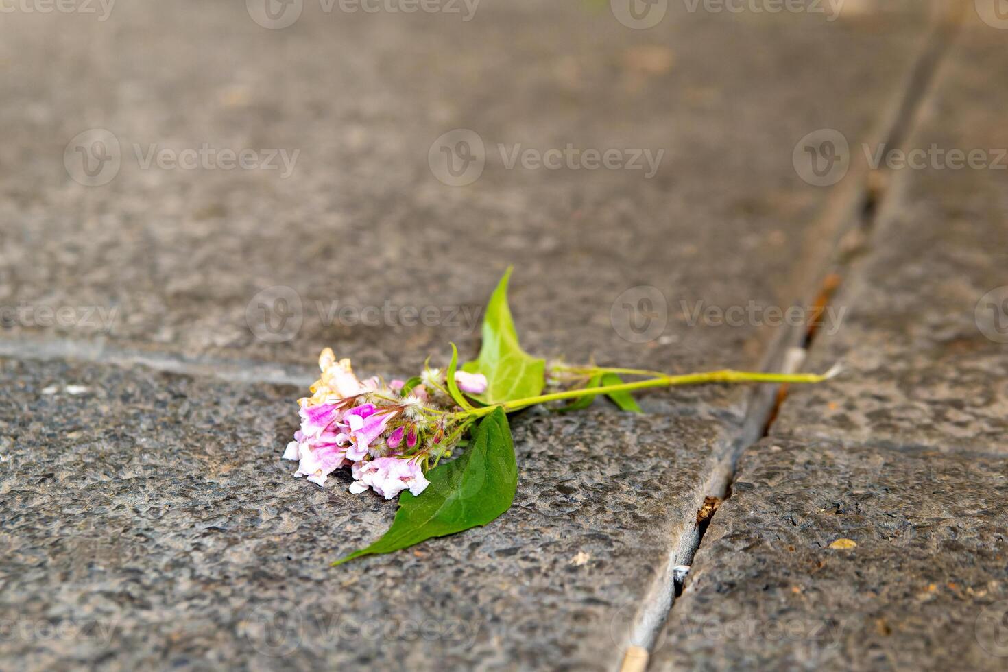 single flower thrown away on a footpath photo