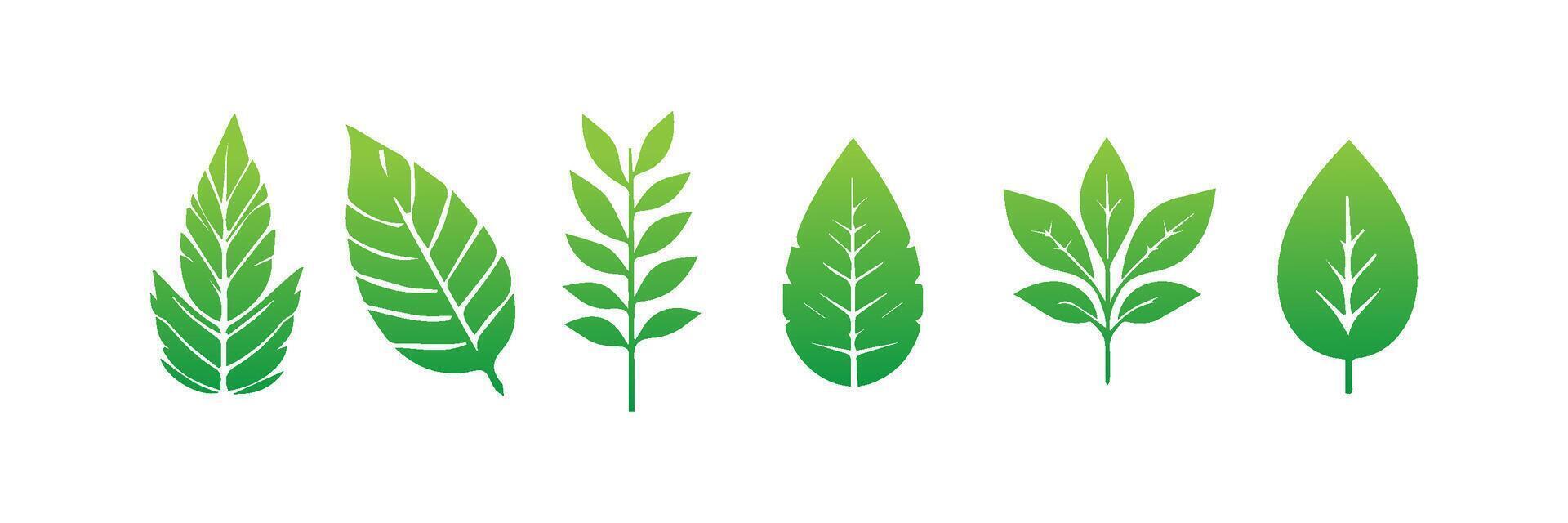 Green leaf icons set. Leaves icon on isolated background. Collection green leaf. Elements design for natural, eco, vegan, bio labels vector