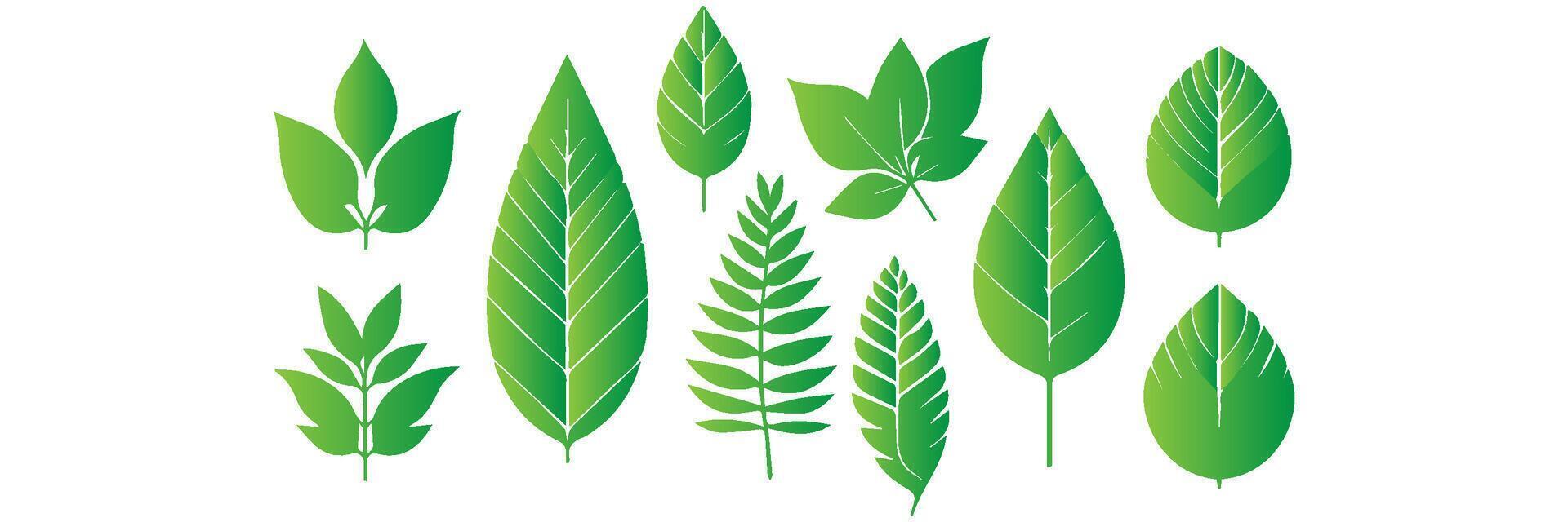 Green leaf icons set. Leaves icon on isolated background. Collection green leaf. Elements design for natural, eco, vegan, bio labels vector