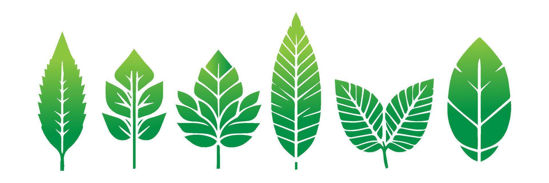 Green leaf icons set. Leaves icon on isolated background. Collection green leaf. Elements design for natural, eco, vegan, bio labels vector