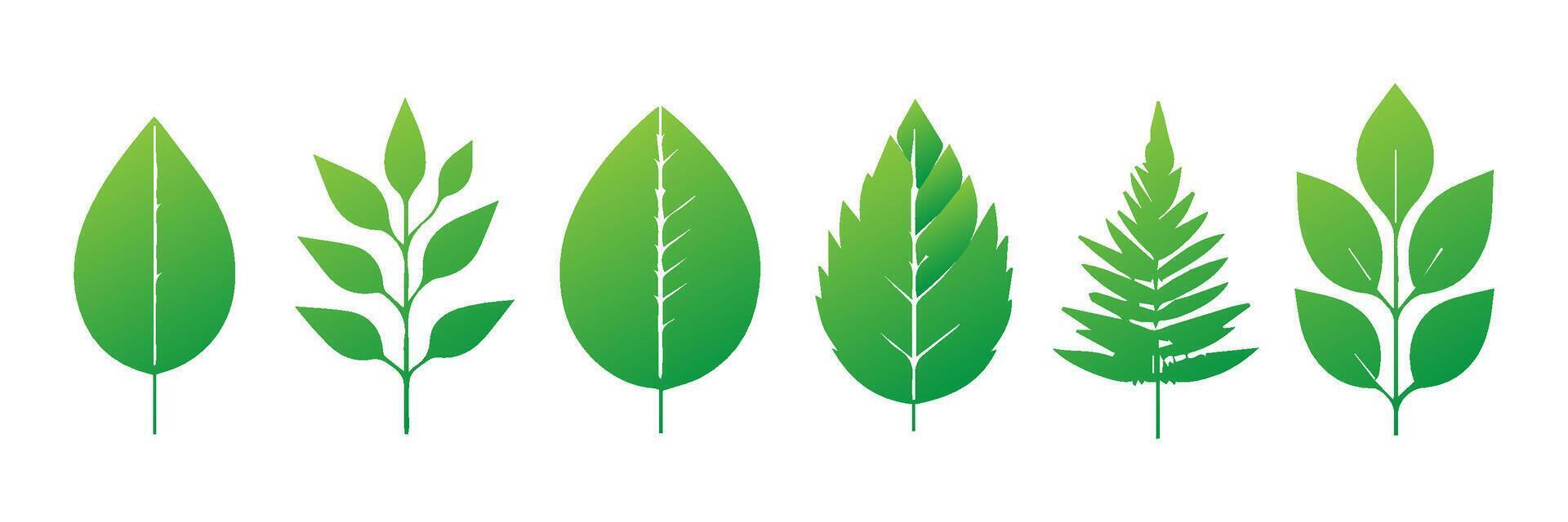 Green leaf icons set. Leaves icon on isolated background. Collection green leaf. Elements design for natural, eco, vegan, bio labels vector