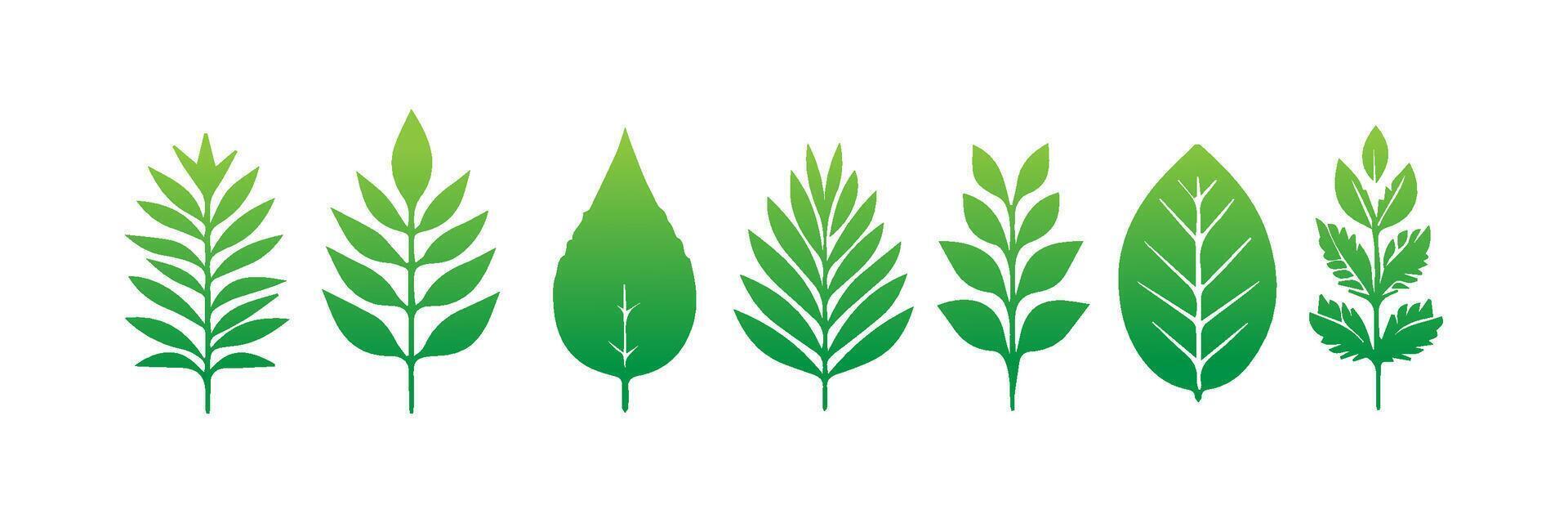 Green leaf icons set. Leaves icon on isolated background. Collection green leaf. Elements design for natural, eco, vegan, bio labels vector