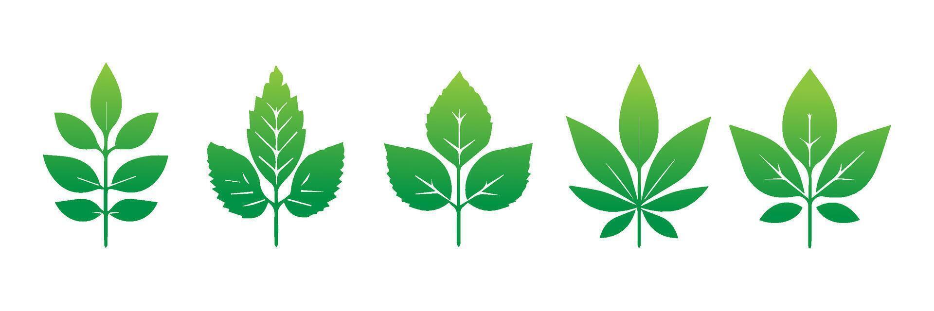 Green leaf icons set. Leaves icon on isolated background. Collection green leaf. Elements design for natural, eco, vegan, bio labels vector