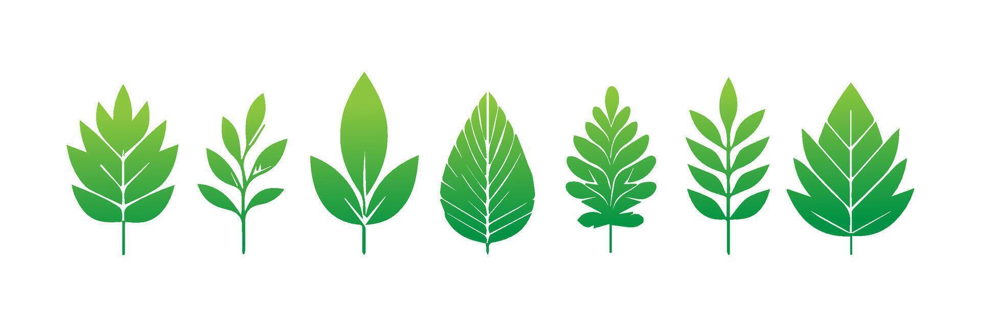 Green leaf icons set. Leaves icon on isolated background. Collection green leaf. Elements design for natural, eco, vegan, bio labels vector
