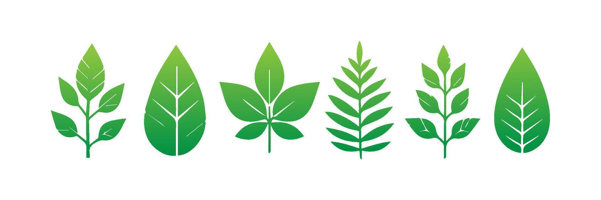 Green leaf icons set. Leaves icon on isolated background. Collection green leaf. Elements design for natural, eco, vegan, bio labels vector