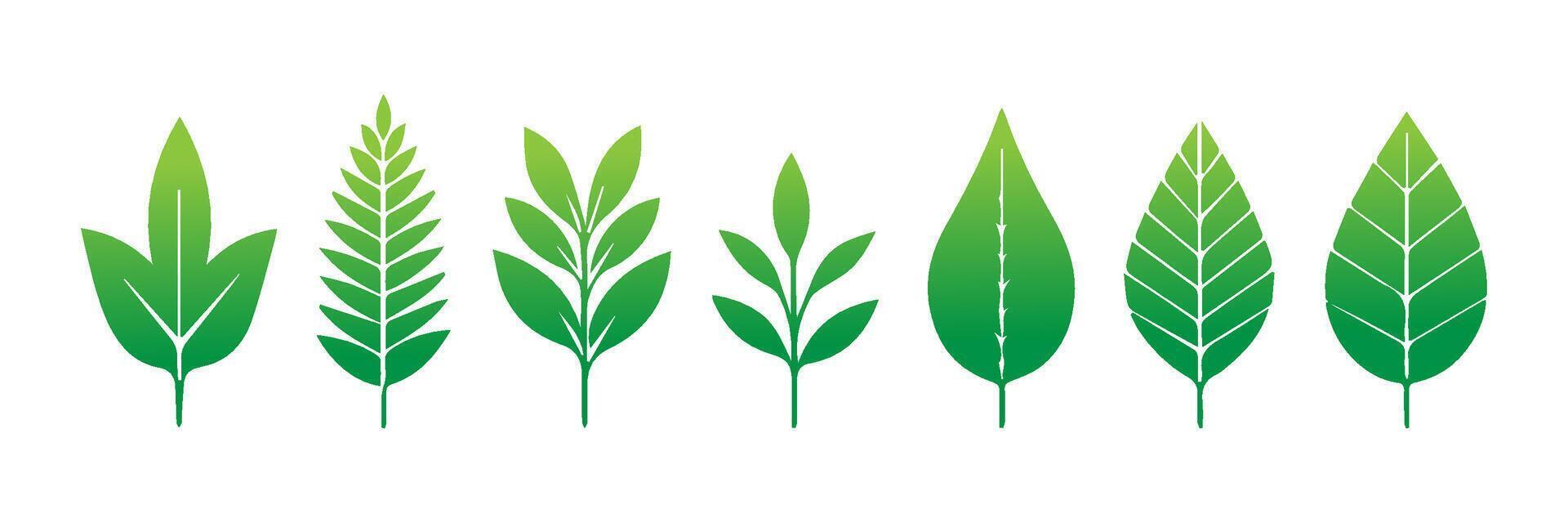 Green leaf icons set. Leaves icon on isolated background. Collection green leaf. Elements design for natural, eco, vegan, bio labels vector