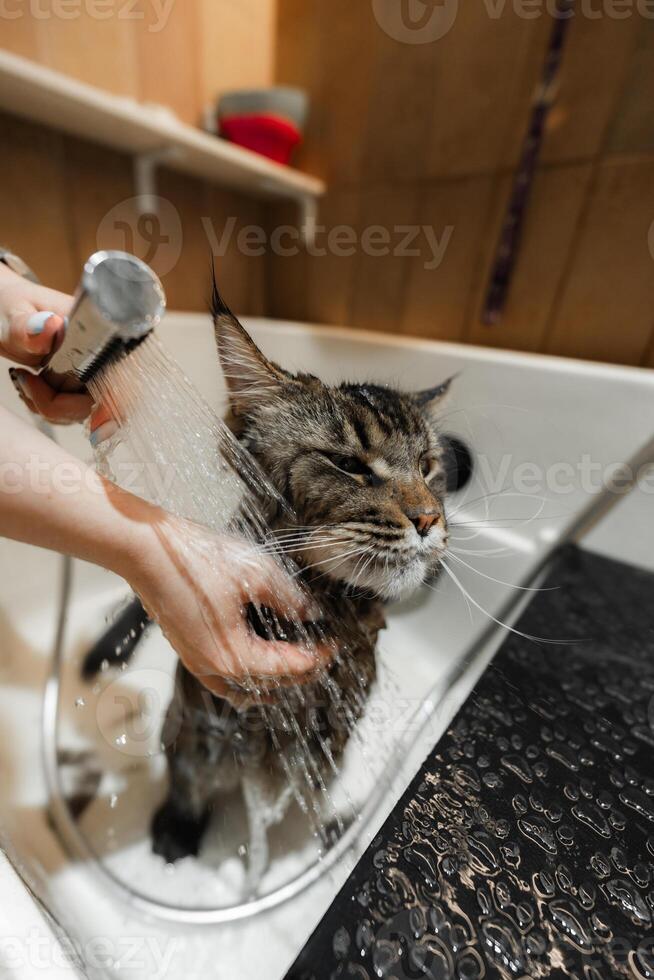 Bathing a Maine Coon Big Cat. photo