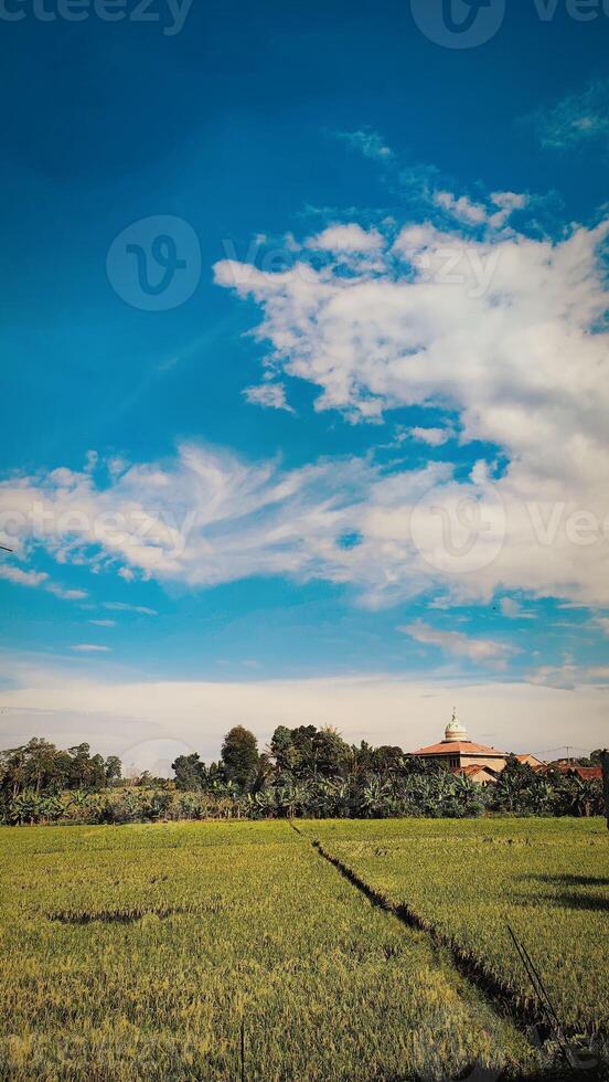 Expanse of rice fields with views of the cloudy blue sky photo
