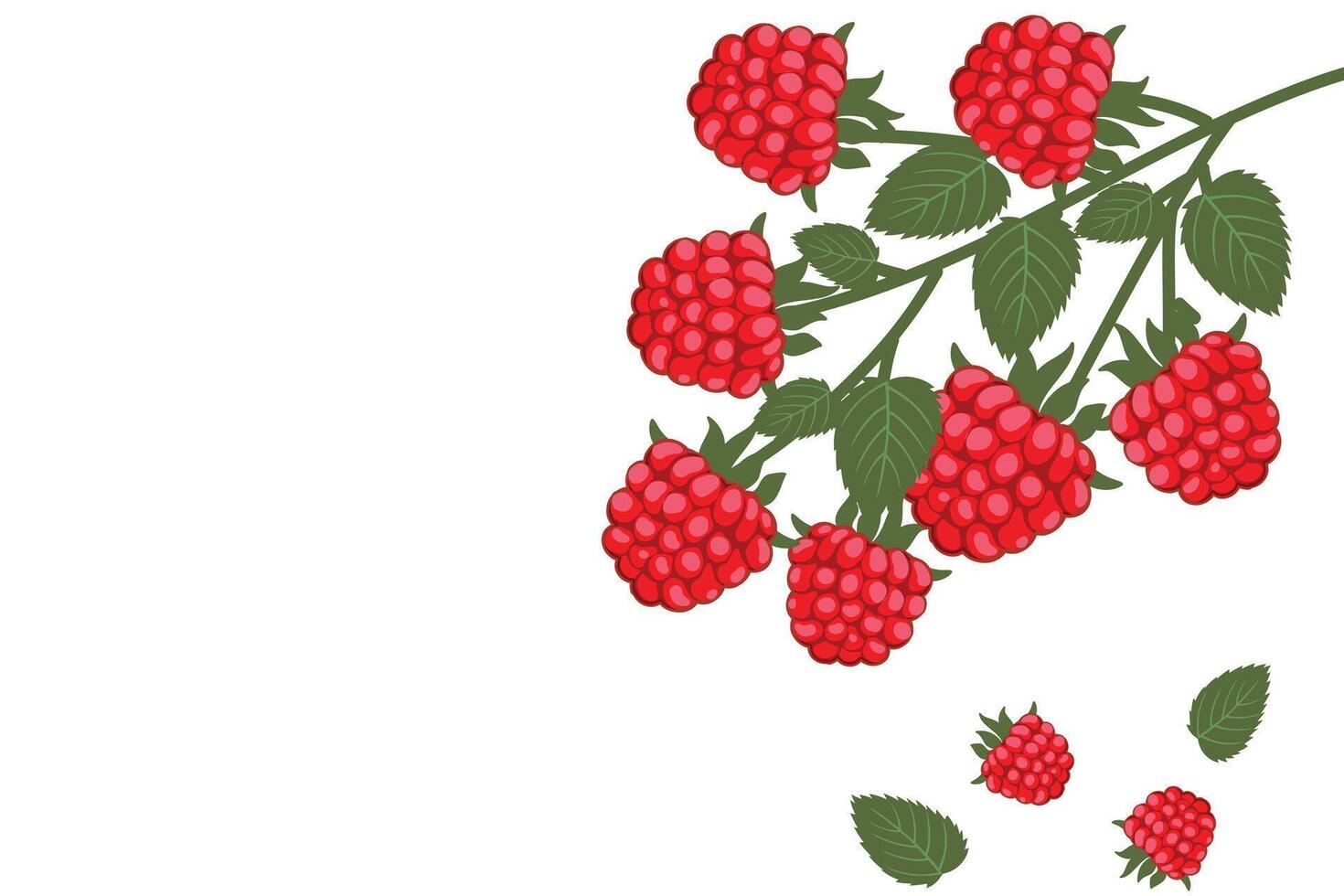 Close-up of ripe raspberries on a branch. Background frame of ripe summer berries. Bright fruits and green leaves convey freshness and healthy living. Healthy eating concept. vector