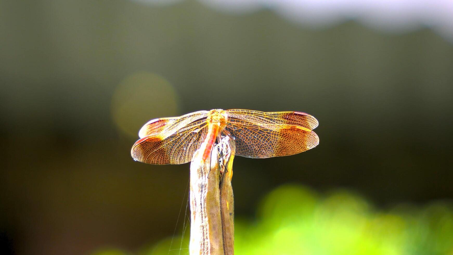 Beautiful flying insect in the jungle photo