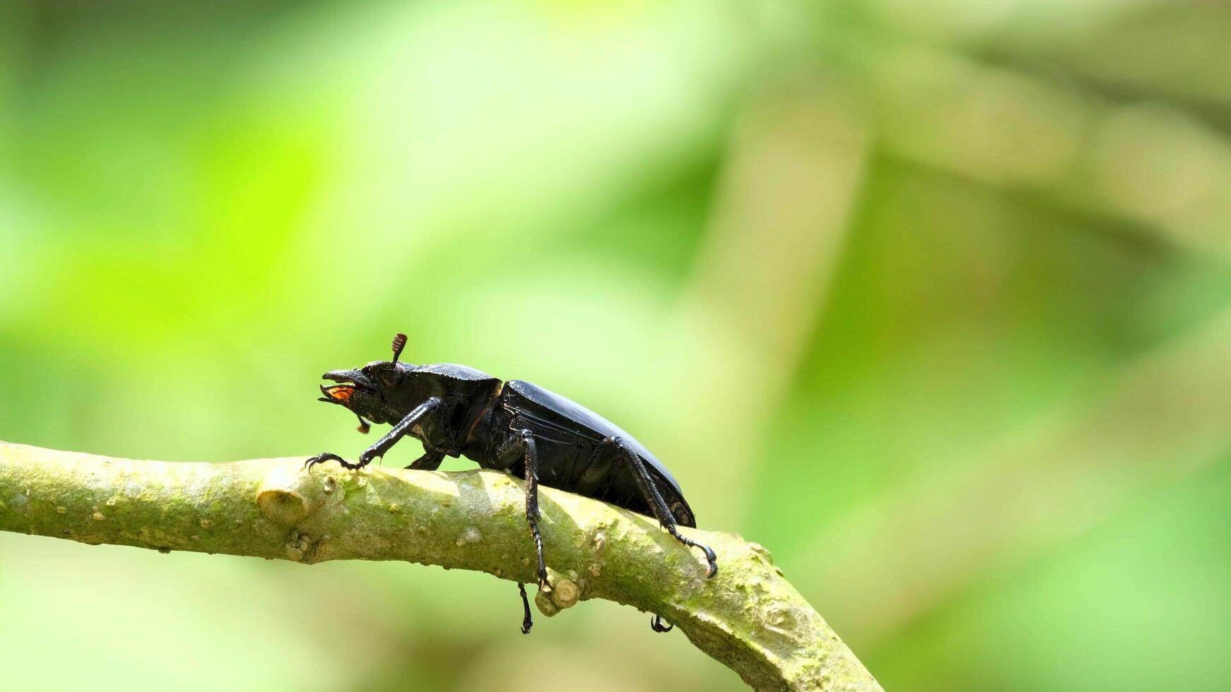 Beautiful insect in the jungle photo