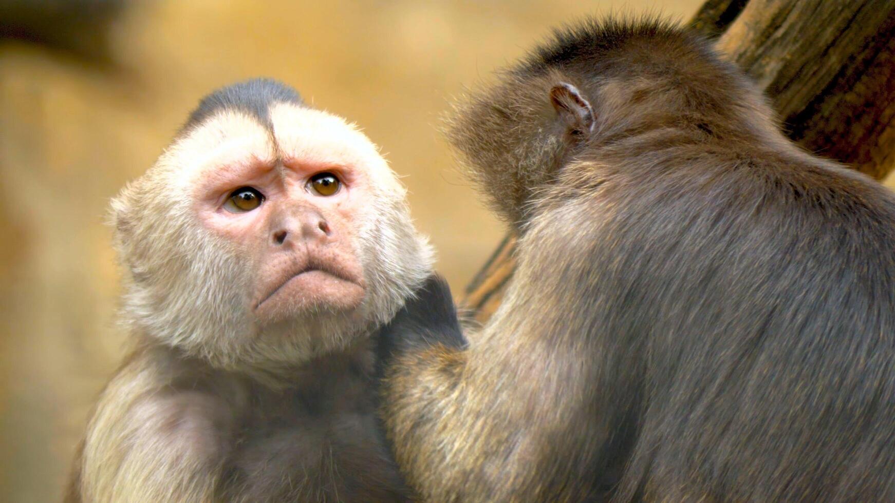 Beautiful monkeys in the jungle photo
