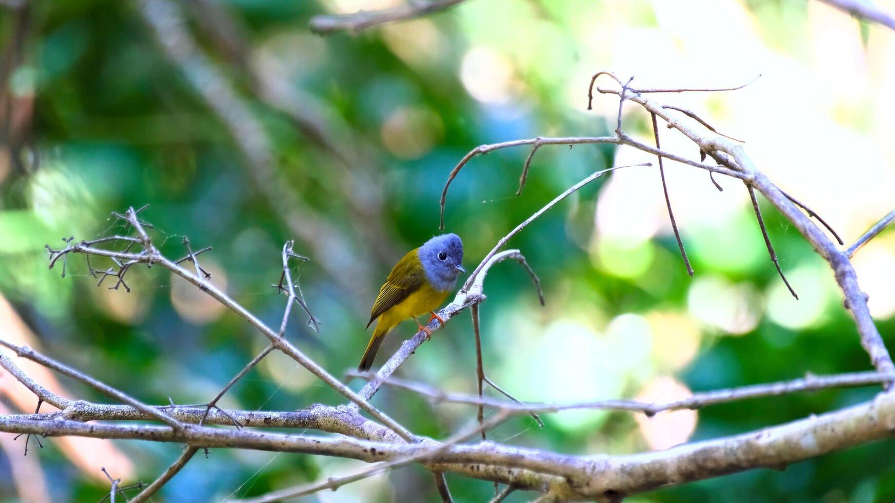 Beautiful bird in the jungle photo