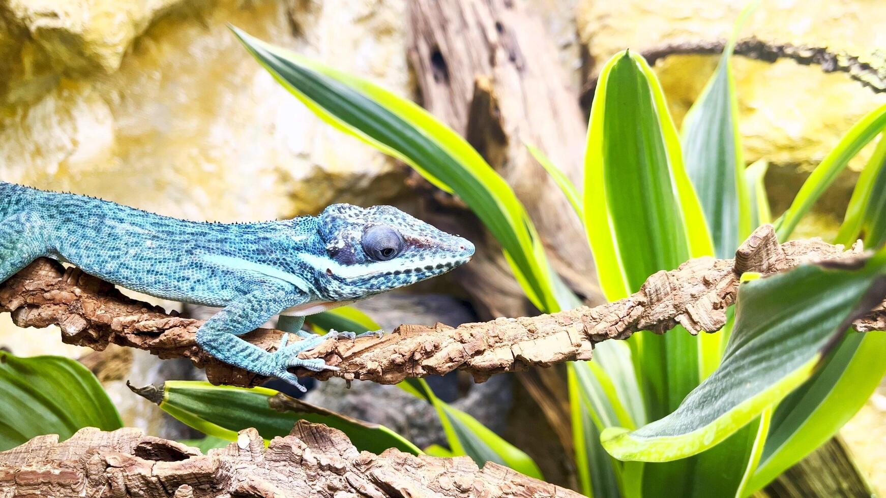 Beautiful lizard in the jungle photo