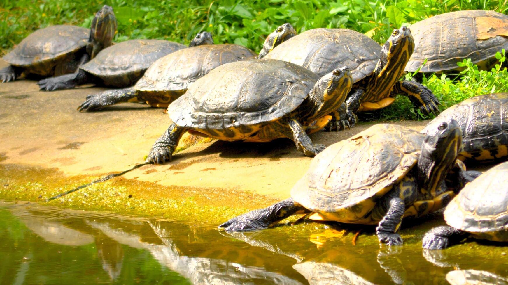 Beautiful turtle in the lack photo