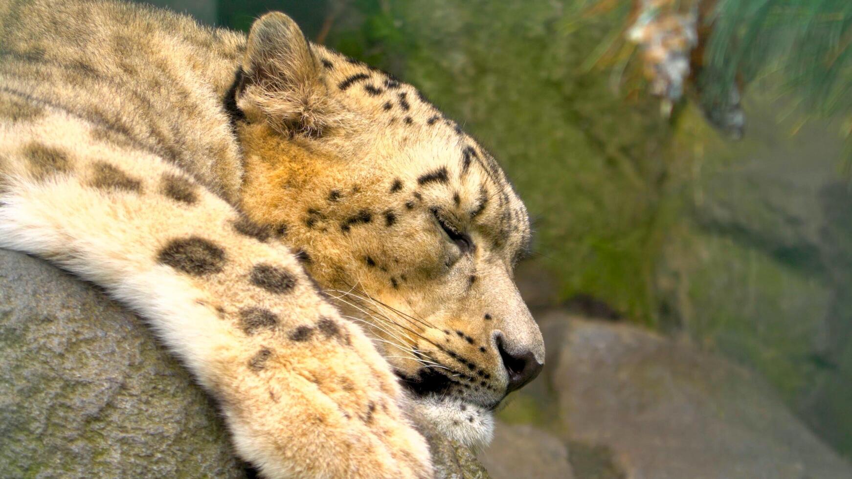 Beautiful snow leopard in the mountains photo