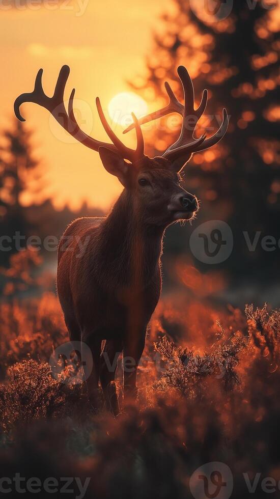 Beautiful deer stag in the forest at sunset in the grass ray trees photo