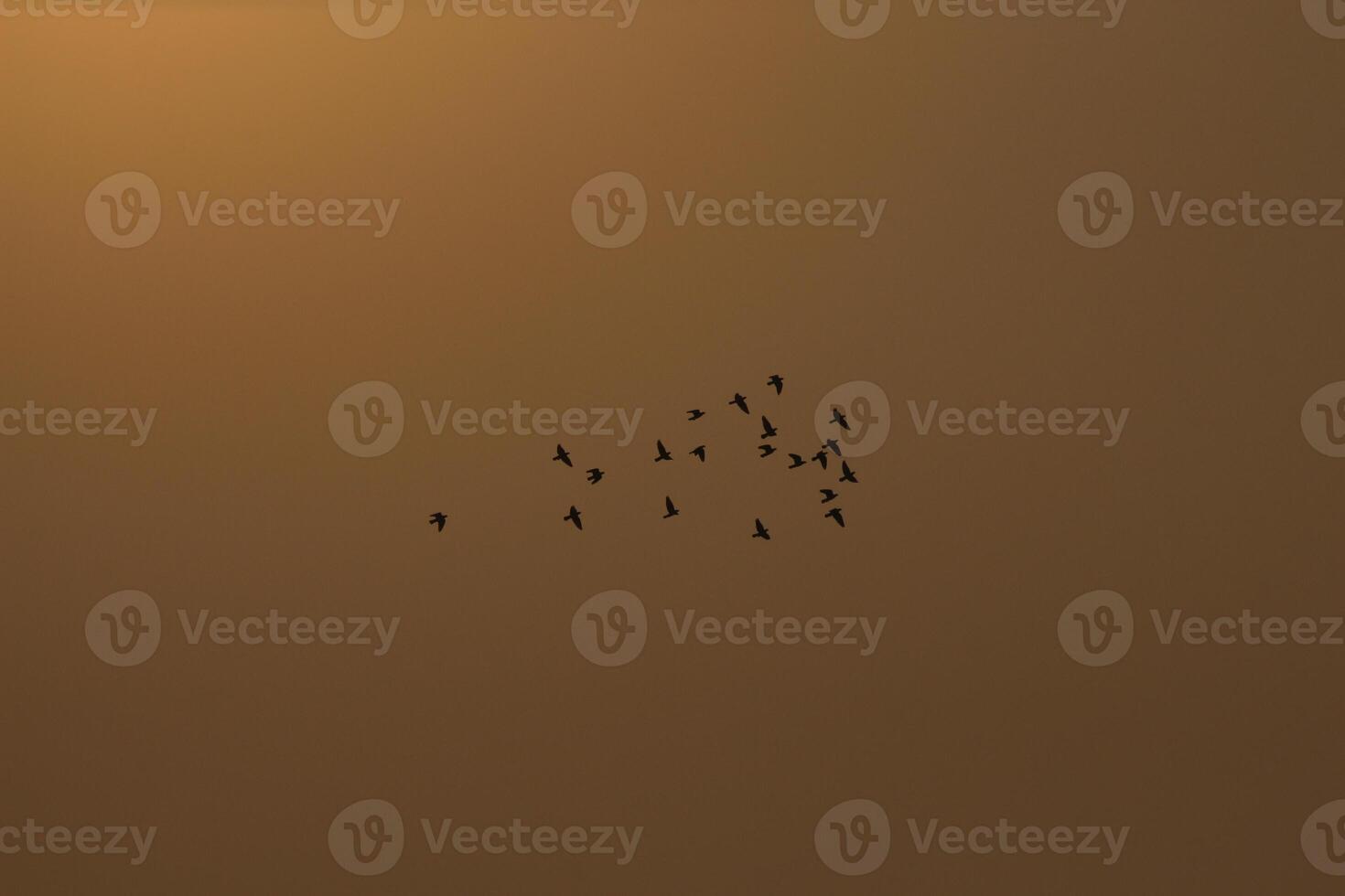 a flock of birds flying in the sky before sunset photo