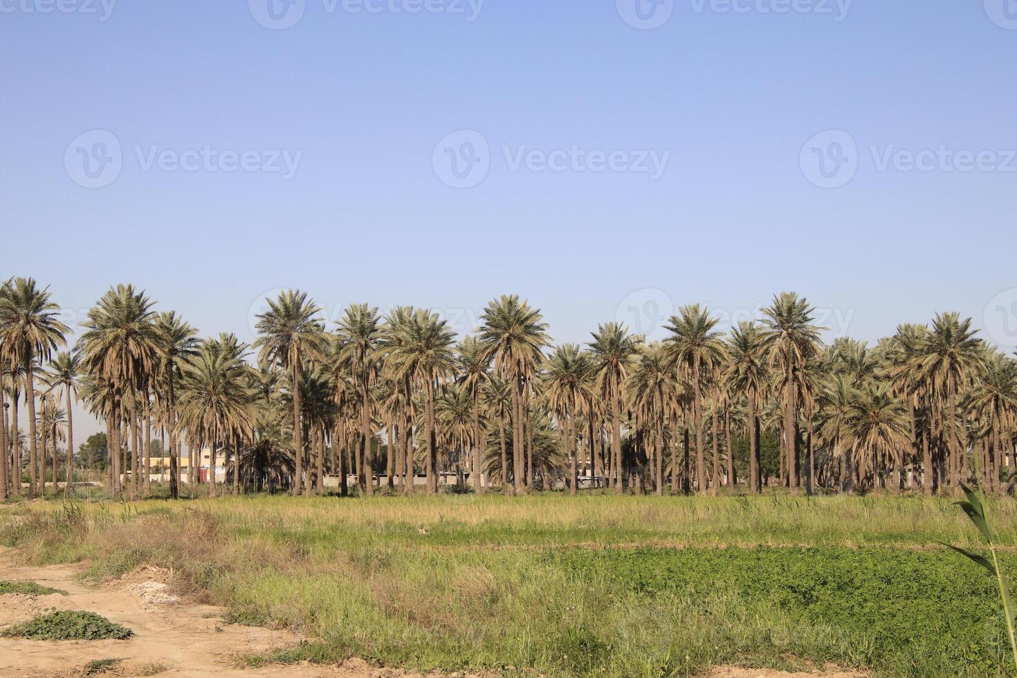 a field of tall palm trees in iraq photo