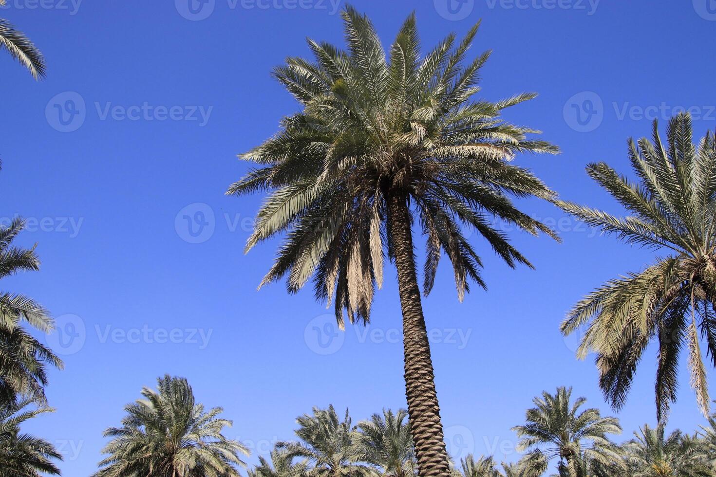 palm trees in the desert with blue sky in iraq photo