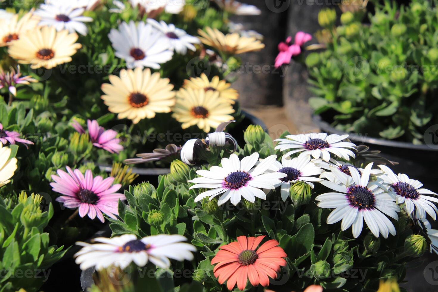 a bunch of flowers in a pot photo