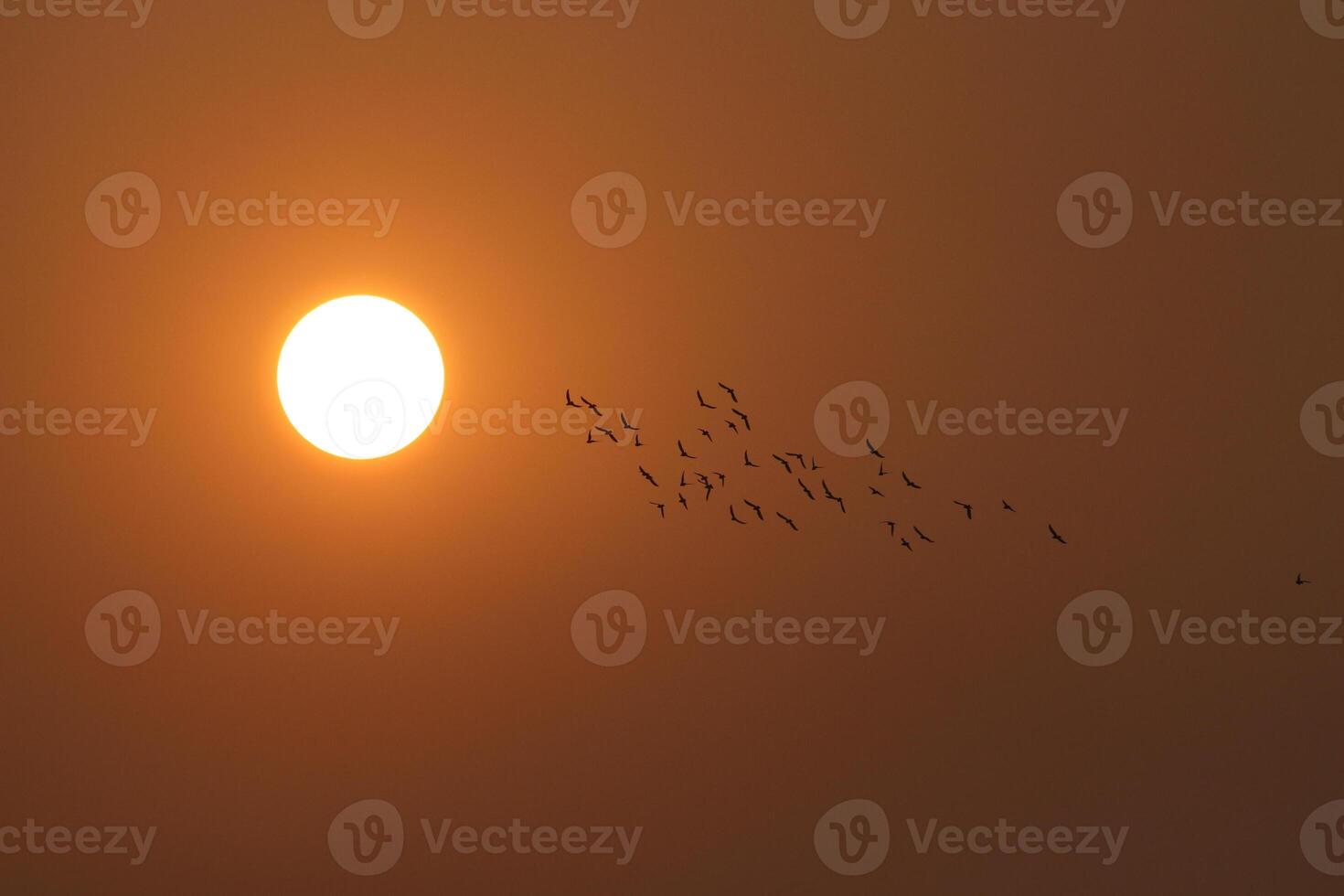 a flock of birds flying in the sky before sunset photo