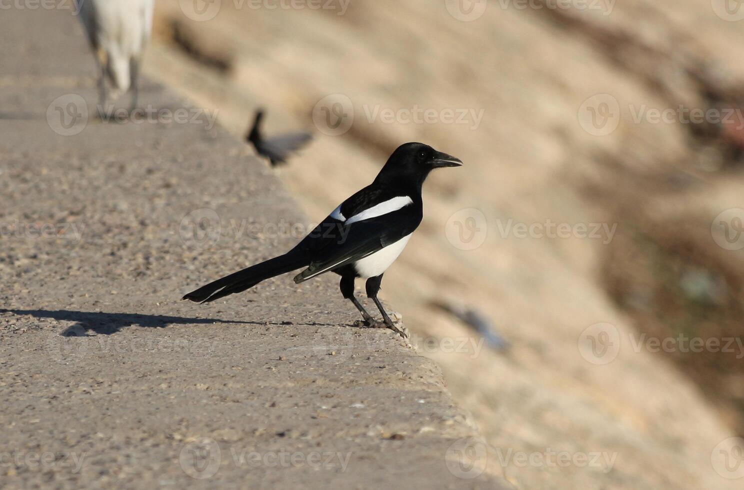 magpie standing on the ground photo