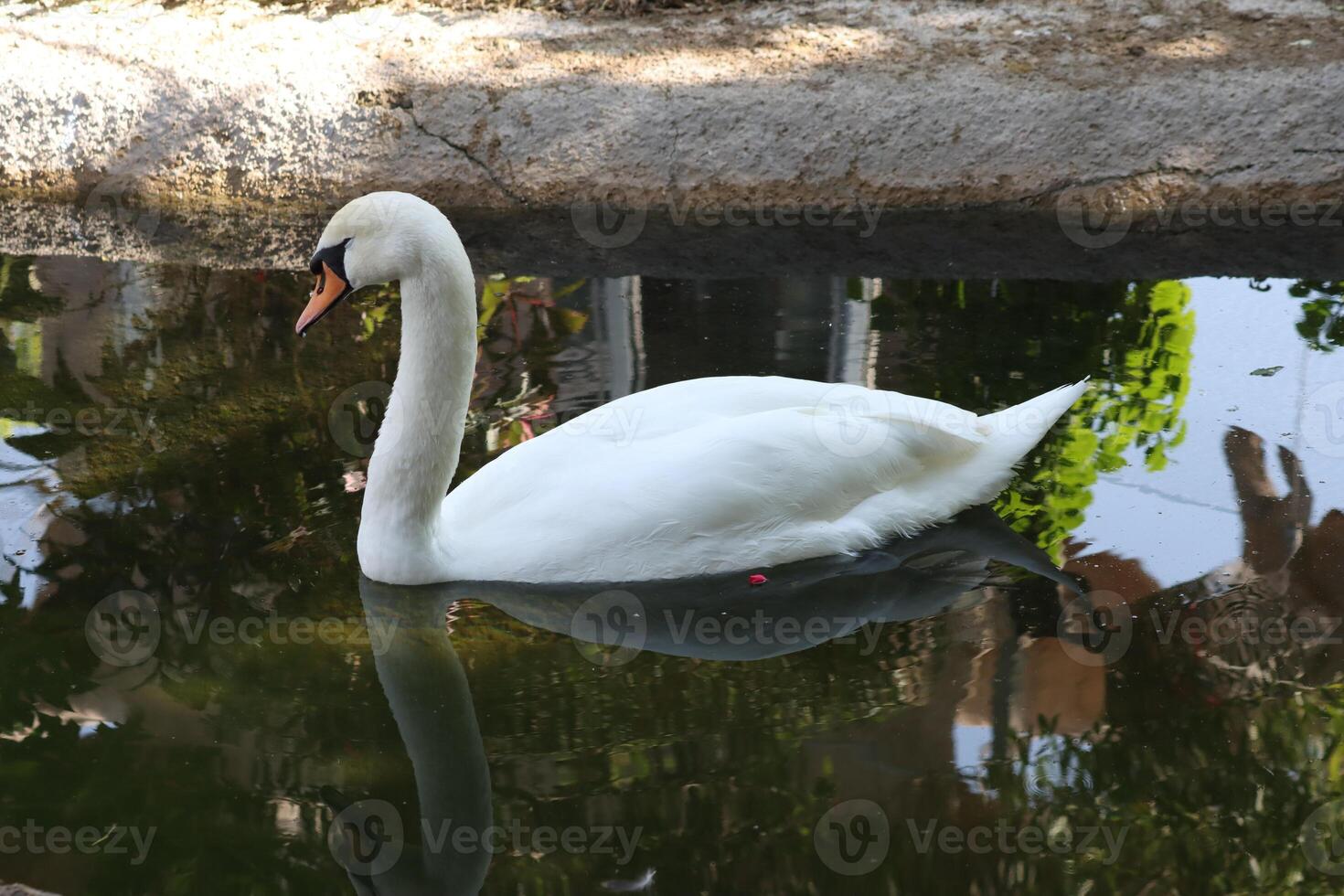 swan swim in small pool photo