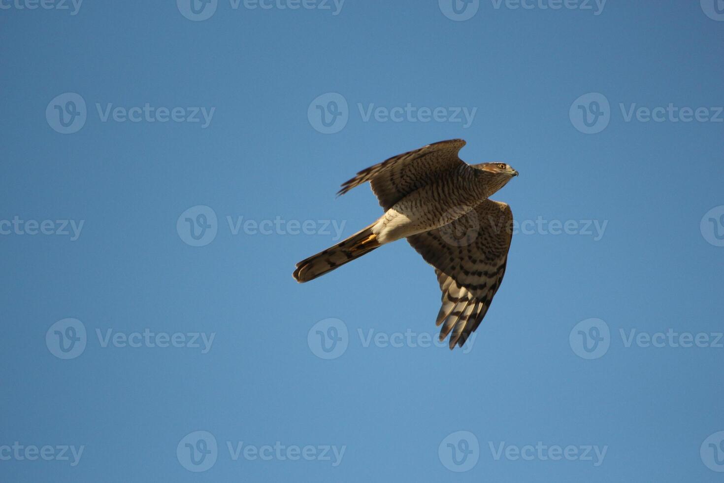 a hawk flying in the blue sky photo