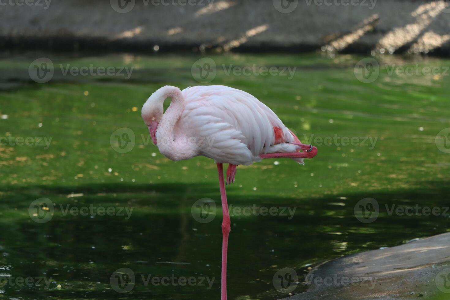 flamingo standing in the lake photo