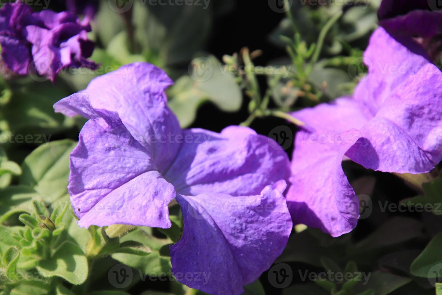 purple flowers in the garden photo