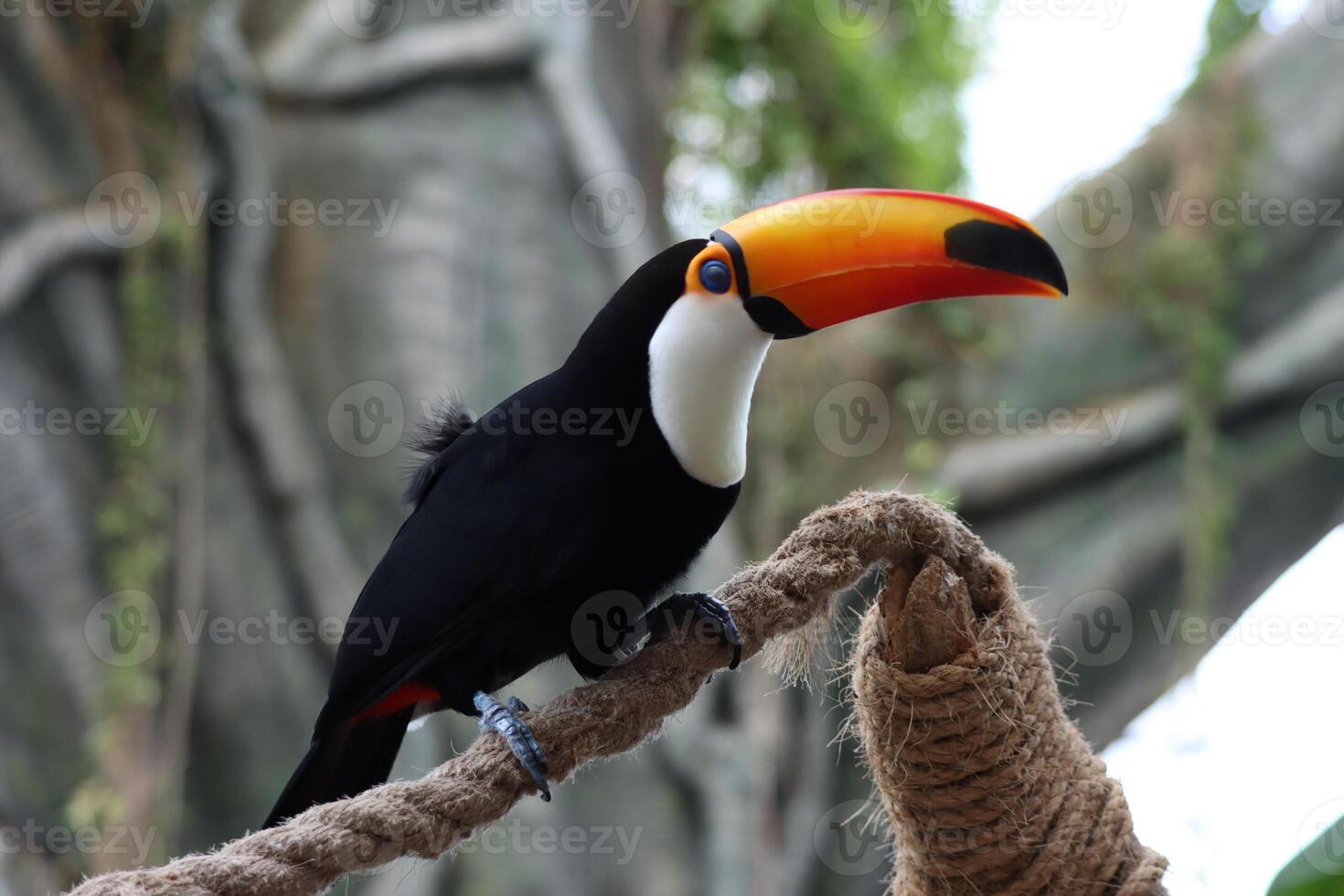 toucan bird standing on twig of tree in a tropical forest photo