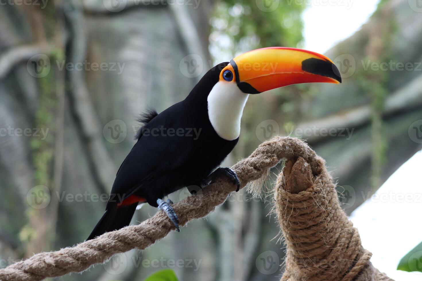 toucan standing on twig of tree in dubai photo