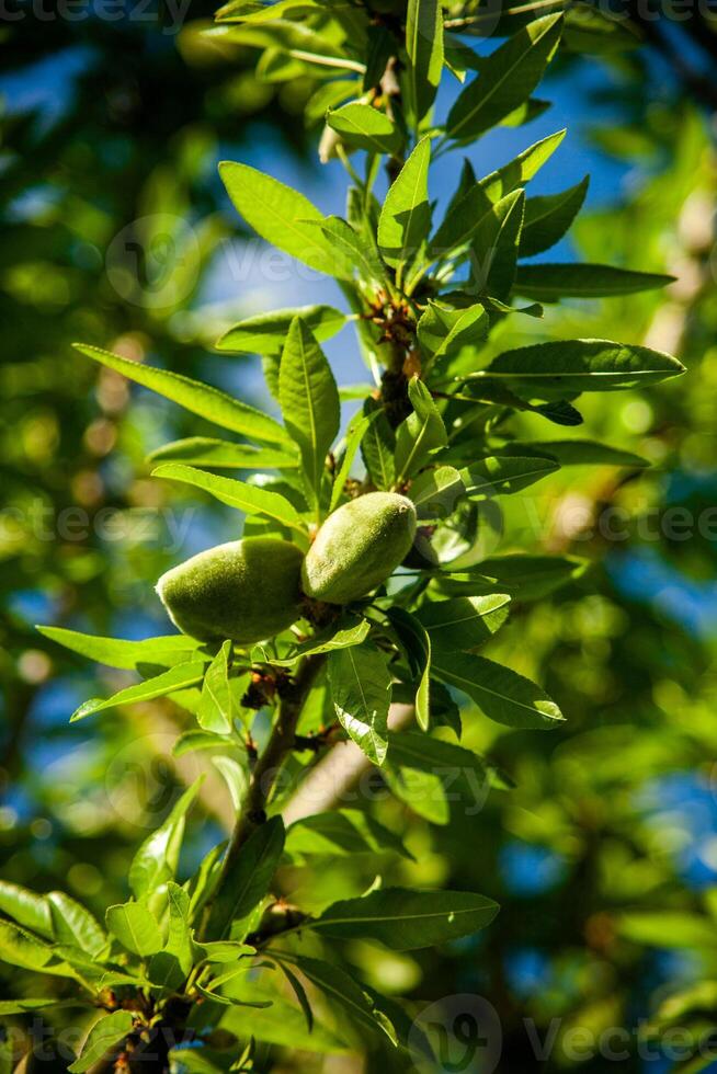 Fresh almonds hanging on the tree branches, bathed in sunlight, awaiting harvest. Nature's bounty captured in its purest form. photo