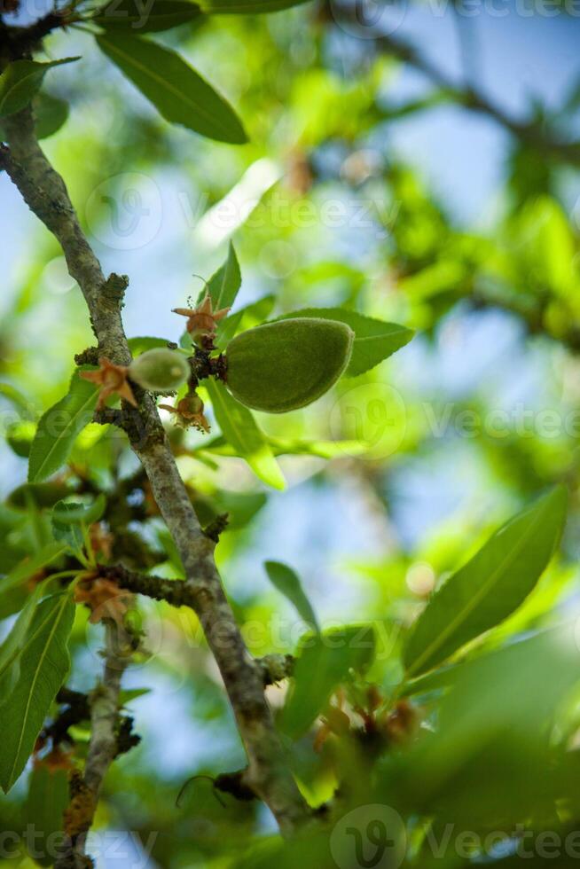 Fresh almonds hanging on the tree branches, bathed in sunlight, awaiting harvest. Nature's bounty captured in its purest form. photo