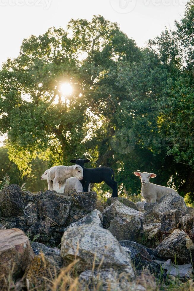 Three lambs stand atop rocky terrain, framed by the iconic cork oaks of Alentejo. The scene captures a rustic, tranquil setting with the lambs exploring their rugged surroundings. photo