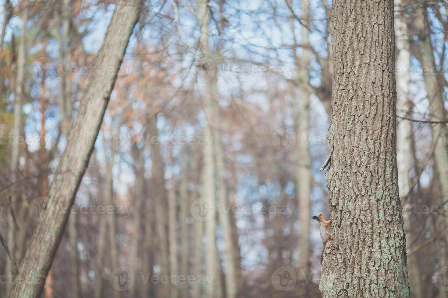 The squirrel sticks its head out of a hole in tree. A cute red squirrel in forest sticks its head out of a hole in a hollowed out tree trunk in winter. photo
