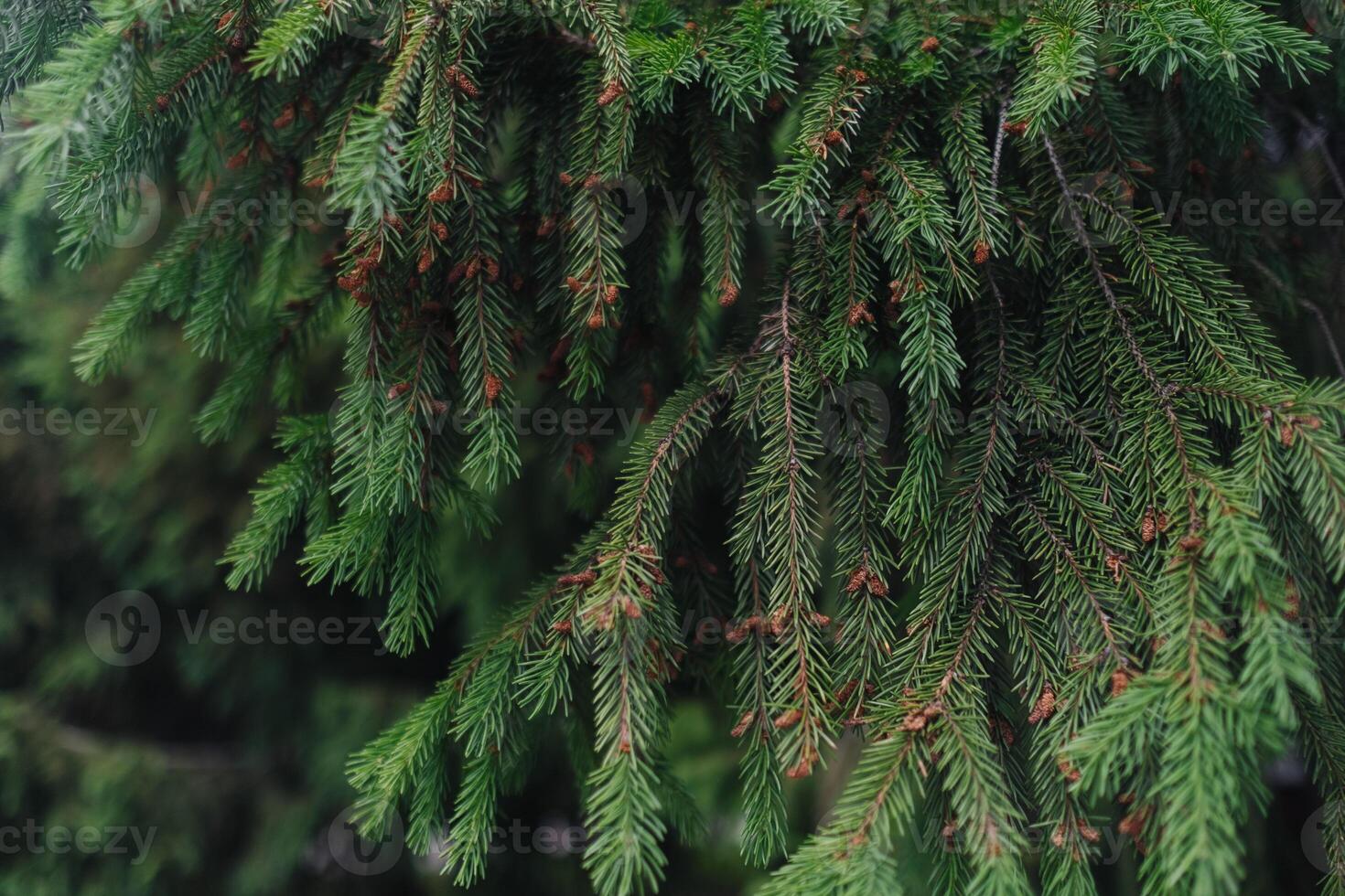 branches of a green spruce photo