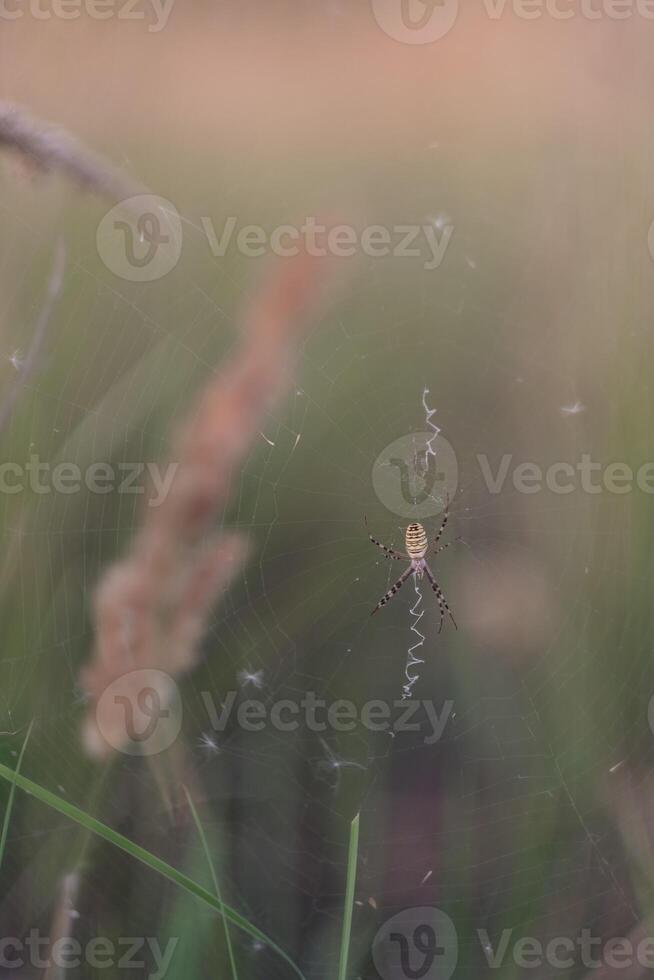 Blurred silhouette of a spider in a web on a blurred natural green background. Selective focus. High quality photo